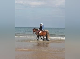 Irish Sport Horse, Mare, 4 years, 14.1 hh, Bay-Dark