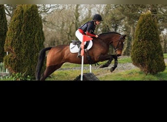 Irish Sport Horse, Mare, 4 years, 14.1 hh, Bay-Dark