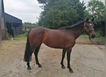 Irish Sport Horse, Mare, 4 years, 14.1 hh, Bay-Dark