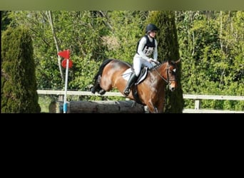 Irish Sport Horse, Mare, 4 years, 14.1 hh, Bay-Dark