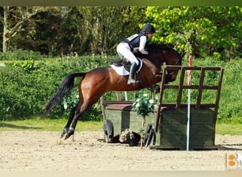 Irish Sport Horse, Mare, 4 years, 14.2 hh, Bay-Dark