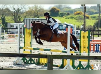 Irish Sport Horse, Mare, 4 years, 14.2 hh, Bay-Dark