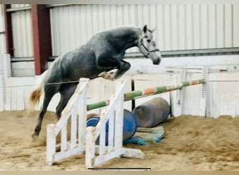 Irish Sport Horse, Mare, 4 years, 14.3 hh, Gray