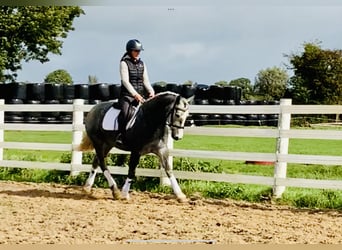 Irish Sport Horse, Mare, 4 years, 14.3 hh, Gray
