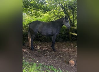 Irish Sport Horse, Mare, 4 years, 15.1 hh, Grey