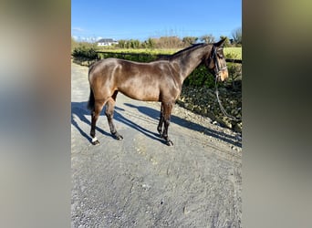 Irish Sport Horse, Mare, 4 years, 15.2 hh, Bay-Dark