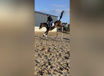 Irish Sport Horse, Mare, 4 years, 15.2 hh, Bay-Dark
