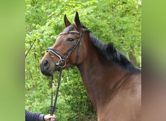 Irish Sport Horse, Mare, 4 years, 15.2 hh, Brown