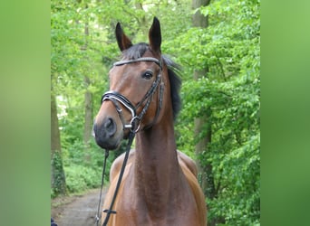 Irish Sport Horse, Mare, 4 years, 15.2 hh, Brown