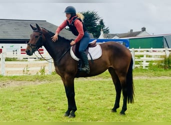 Irish Sport Horse, Mare, 4 years, 15.2 hh, Brown