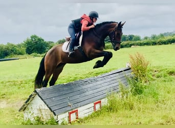 Irish Sport Horse, Mare, 4 years, 15.2 hh, Brown