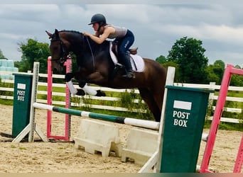 Irish Sport Horse, Mare, 4 years, 15.2 hh, Brown