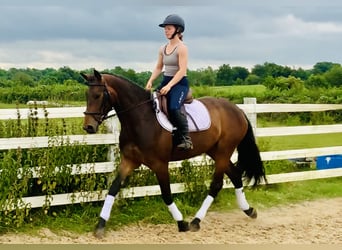 Irish Sport Horse, Mare, 4 years, 15.2 hh, Brown