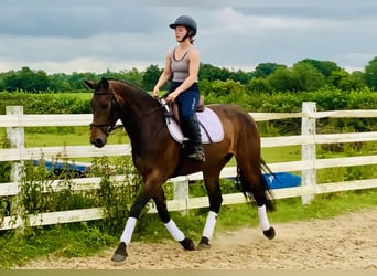 Irish Sport Horse, Mare, 4 years, 15.2 hh, Brown