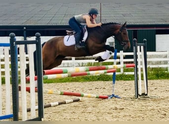 Irish Sport Horse, Mare, 4 years, 15.2 hh, Brown