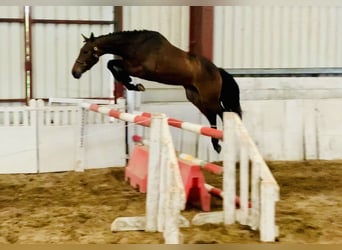 Irish Sport Horse, Mare, 4 years, 15.2 hh, Brown