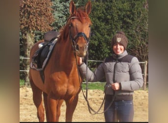 Irish Sport Horse, Mare, 4 years, 15.2 hh, Chestnut-Red
