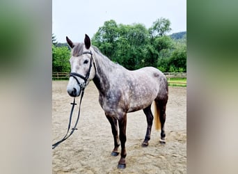 Irish Sport Horse, Mare, 4 years, 15.2 hh, Gray-Dapple