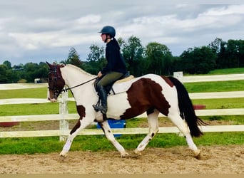 Irish Sport Horse, Mare, 4 years, 15,2 hh, Pinto