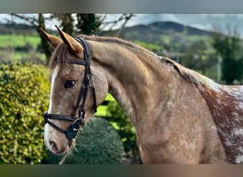 Irish Sport Horse, Mare, 4 years, 15.2 hh, Roan-Red