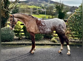 Irish Sport Horse, Mare, 4 years, 15.2 hh, Roan-Red