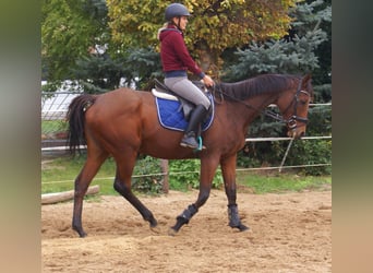 Irish Sport Horse, Mare, 4 years, 15.3 hh, Brown