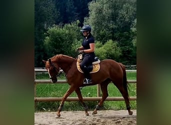 Irish Sport Horse, Mare, 4 years, 15,3 hh, Chestnut-Red