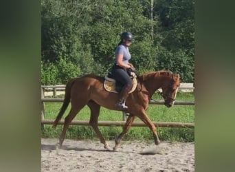 Irish Sport Horse, Mare, 4 years, 15.3 hh, Chestnut-Red