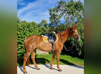 Irish Sport Horse, Mare, 4 years, 15.3 hh, Chestnut-Red