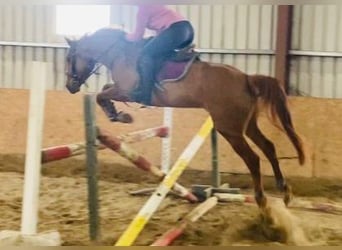 Irish Sport Horse, Mare, 4 years, 15.3 hh, Chestnut-Red