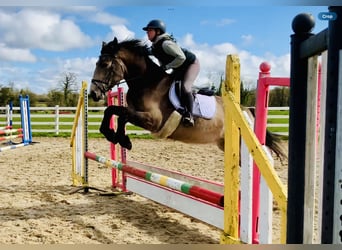 Irish Sport Horse, Mare, 4 years, 15.3 hh, Dun