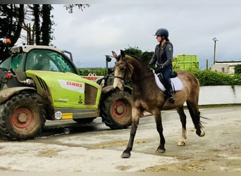 Irish Sport Horse, Mare, 4 years, 15.3 hh, Dun