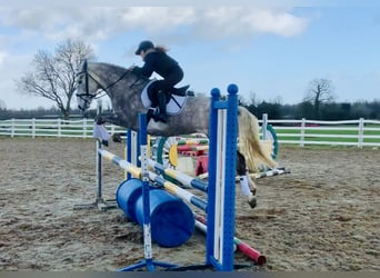 Irish Sport Horse, Mare, 4 years, 15,3 hh, Gray