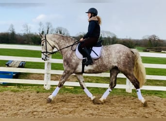 Irish Sport Horse, Mare, 4 years, 15,3 hh, Gray