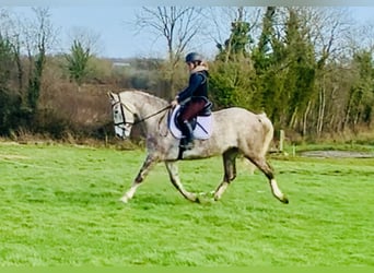 Irish Sport Horse, Mare, 4 years, 15,3 hh, Gray