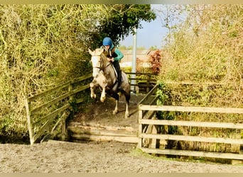 Irish Sport Horse, Mare, 4 years, 15,3 hh, Gray