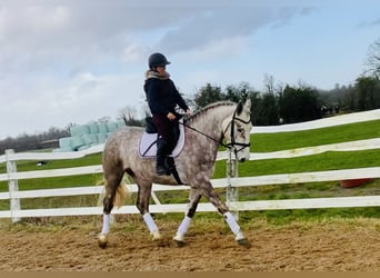 Irish Sport Horse, Mare, 4 years, 15,3 hh, Gray