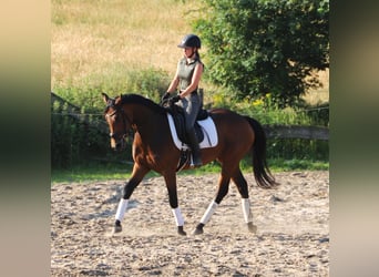 Irish Sport Horse Mix, Mare, 4 years, 15.3 hh