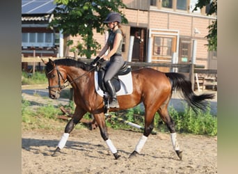 Irish Sport Horse Mix, Mare, 4 years, 15.3 hh