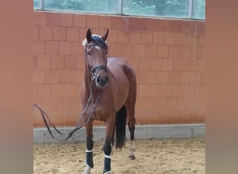 Irish Sport Horse, Mare, 4 years, 15 hh, Brown