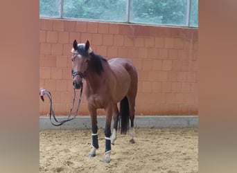 Irish Sport Horse, Mare, 4 years, 15 hh, Brown