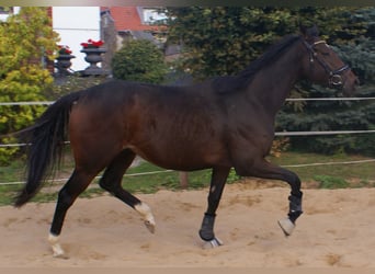 Irish Sport Horse, Mare, 4 years, 15,2 hh, Bay-Dark