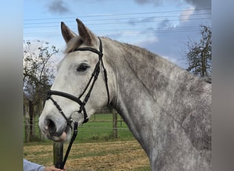 Irish Sport Horse, Mare, 4 years, 15,2 hh, Grey-Dapple