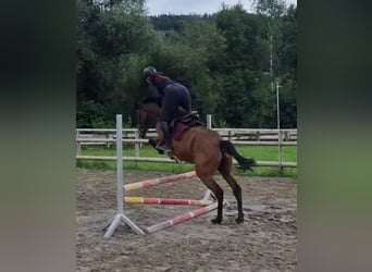 Irish Sport Horse, Mare, 4 years, 15,3 hh, Brown