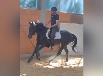 Irish Sport Horse, Mare, 4 years, 16.1 hh, Black