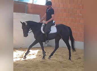 Irish Sport Horse, Mare, 4 years, 16.1 hh, Black