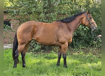 Irish Sport Horse, Stute, 4 Jahre, 16,1 hh, Brauner