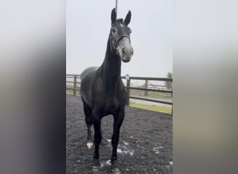 Irish Sport Horse, Mare, 4 years, 16.1 hh, Gray