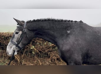 Irish Sport Horse, Mare, 4 years, 16.1 hh, Gray