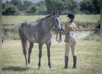 Irish Sport Horse, Mare, 4 years, 16,1 hh, Gray